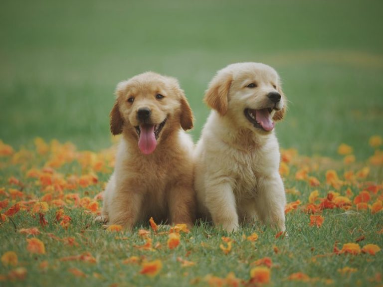 Ons team Hond speelt buiten voor eenvoudige manieren om uw hond gelukkig te houden