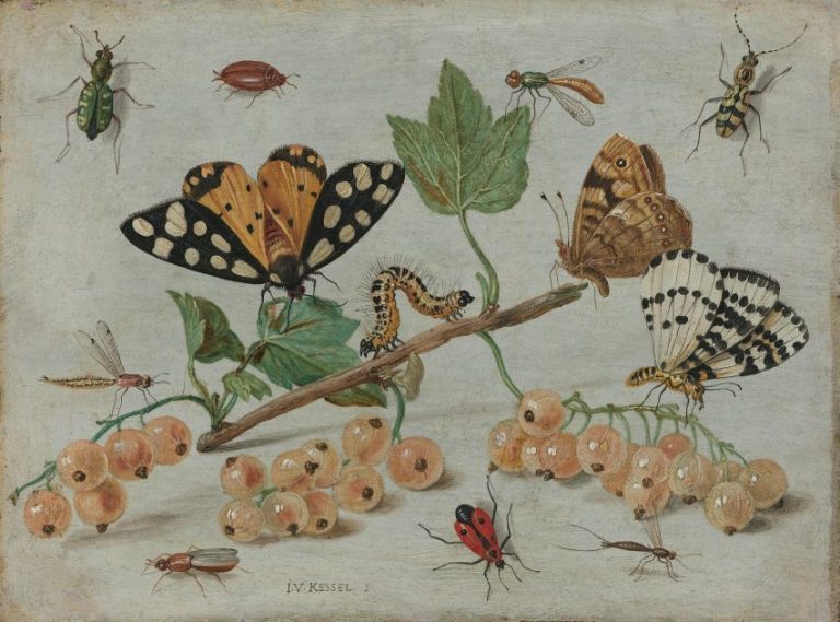 Over ons Bug Crushers professionele ongediertebestrijders team helpen tegen ratten muizen en insecten in België