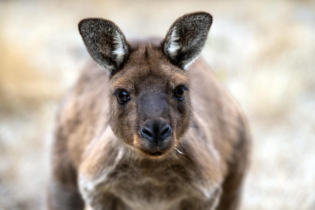 TravelEssence expert plant perfecte rondreis Australië met gepersonaliseerde routekaarten en lokale reisadviezen voor maatwer
